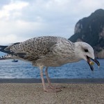 Mouette gourmande. שחף זולל במבה, קאפרי